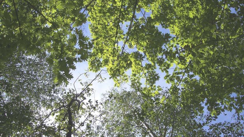 tree tops