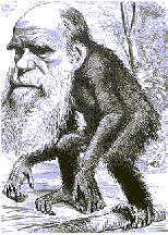 Charles Darwin as an Ape