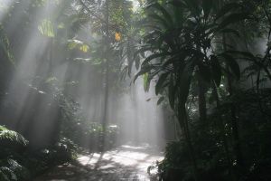 mystical_rainforest_path_1