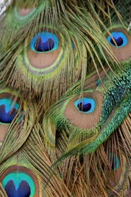 Peacock feathers